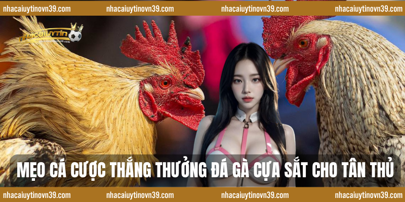 Mẹo cá cược thắng thưởng đá gà cựa sắt cho tân thủ